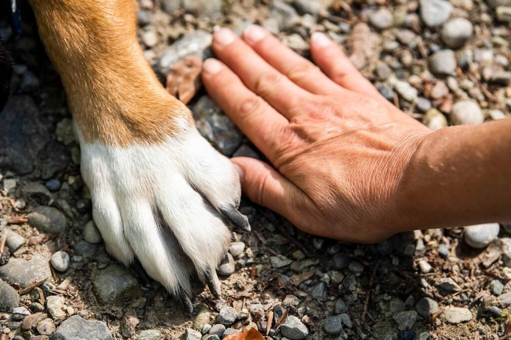 paw, animal, dog, hand, pet, friends